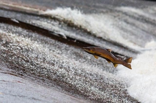 На Ямале запущен масштабный проект по изучению состояния сиговых видов рыб.