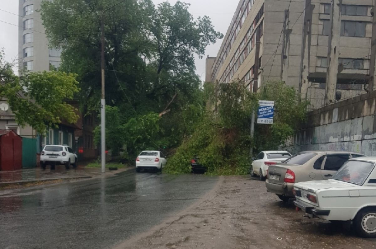 В центре Саратова упавшее дерево придавило два автомобиля | АиФ Саратов