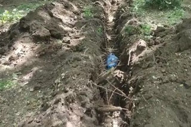В мэрии Таганрога опровергли уничтожение 20 деревьев в роще Дубки
