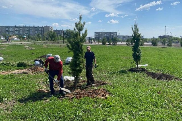 В Челябинске появится новый сосновый бор | АиФ Челябинск