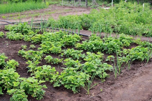 Дачники узнали о новых требованиях к огородным клозетам