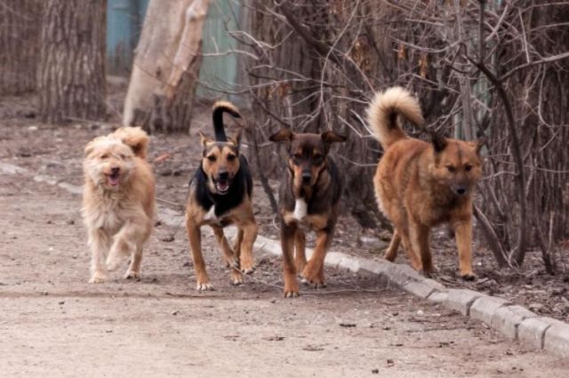 Жители Татарстана ответили на вопрос: "Что делать с бездомными собаками?". 