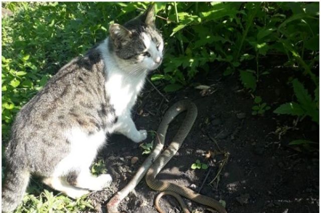 В Ростовской области кот Мурзик спас семью от гадюки