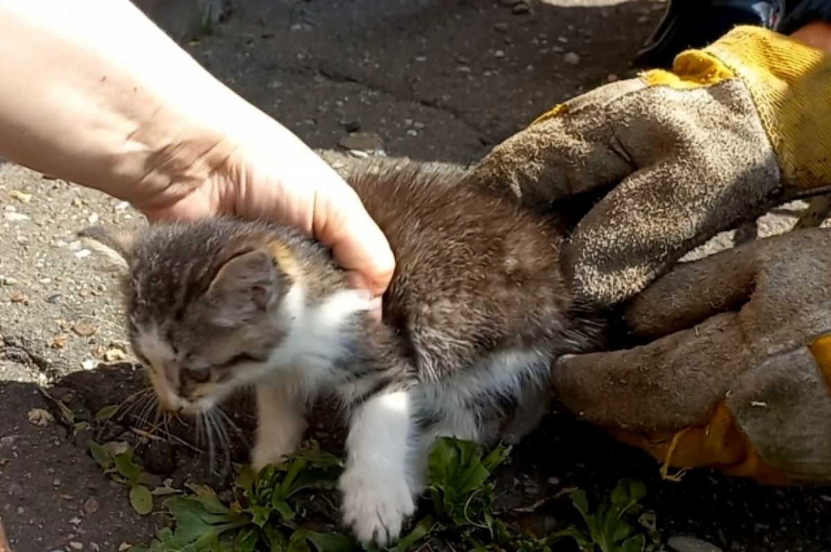 Котенка из заброшенного колодца вытащили спасатели в Биробиджане | АиФ  Хабаровск