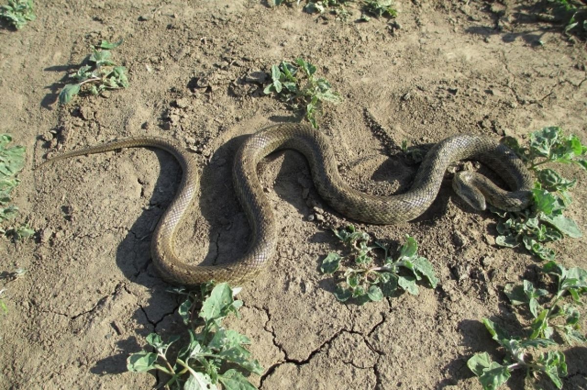 Змеи в ростовской области фото