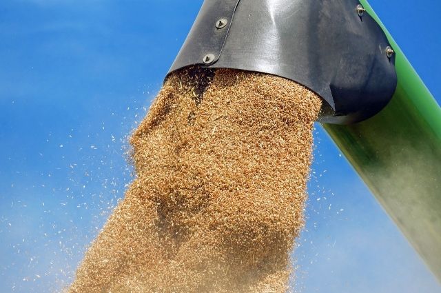 СМИ: Индия намерена разрешить экспорт около 1,2 млн тонн пшеницы