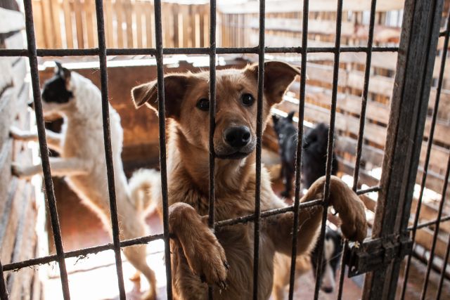 Приюты для животных в России можно будет создавать на условиях ГЧП и МЧП