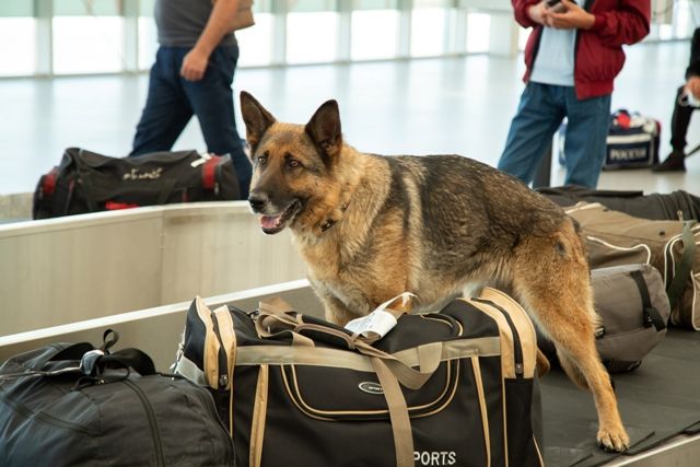Овчарка Спартакиада проверяет багаж в аэропорту Челябинска.