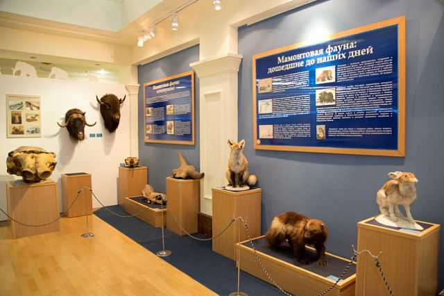 Главный музей Ямала готовит переэкспозицию зала мамонтов.