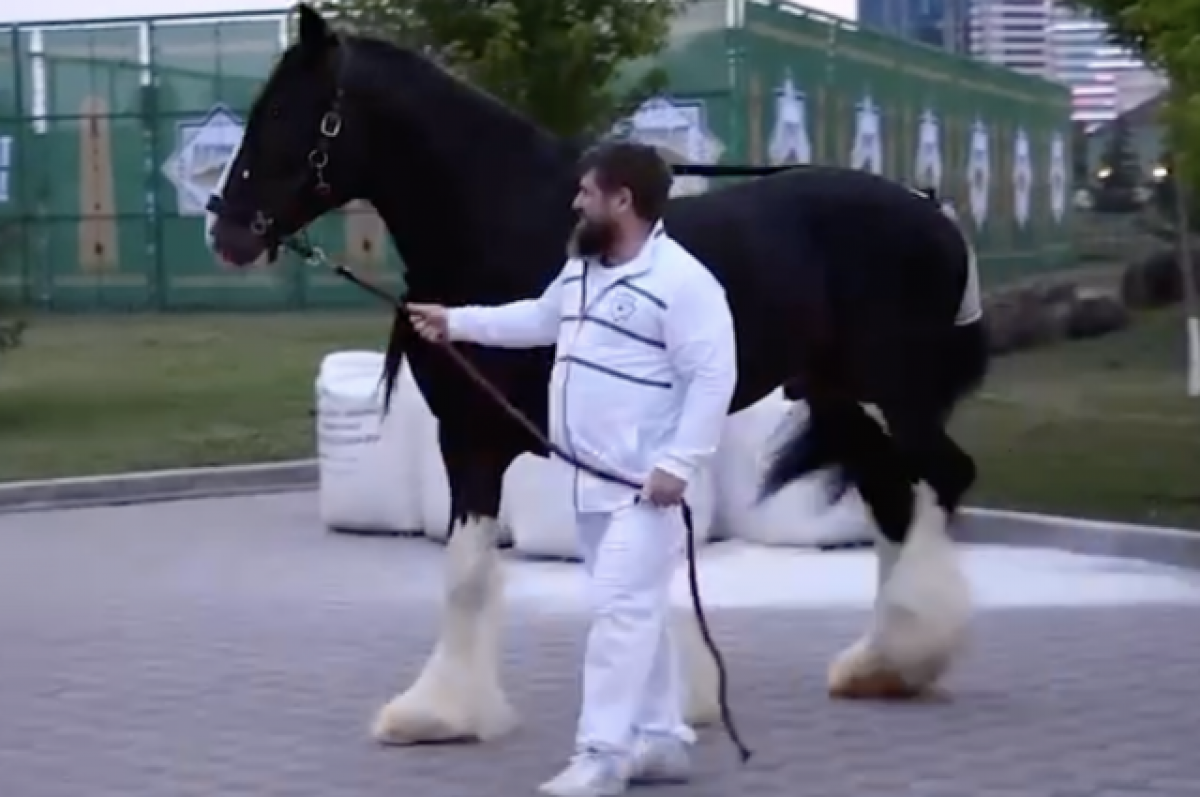 Кадырову подарили. Тяжеловоз Шайр черный. Конь Рамзана Кадырова порода. Самая большая лошадь. Шайр лошадь.