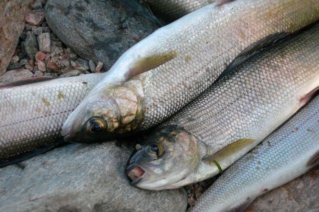 В 2022 году Росрыбловство планирует разрешить любительскую рыбалку. Со следующего, возможно, также откроют вылов для коренных малочисленных народов Севера и для промышленного рыболовства.
