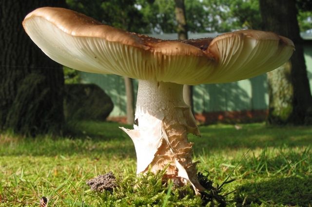 В Оренбургской области идёт грибной сезон.