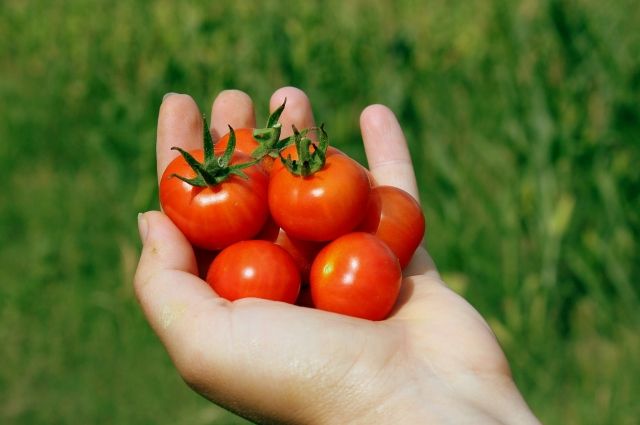 Как и чем подкормить томаты?