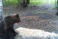 Молодой зверь «орудует» на трассе между посёлками Гуляевка и Черемшанка.