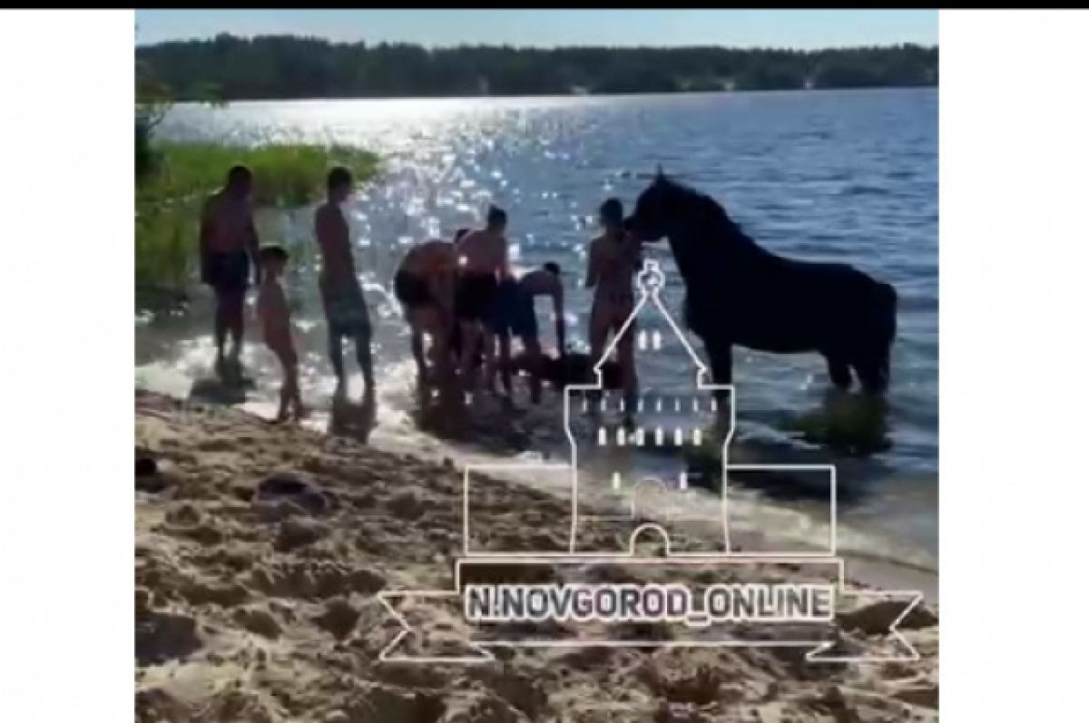 Утонули лошади. Лошадь утонула в Нижнем Новгороде. Девушки на озере. Лошади утонули в океане.