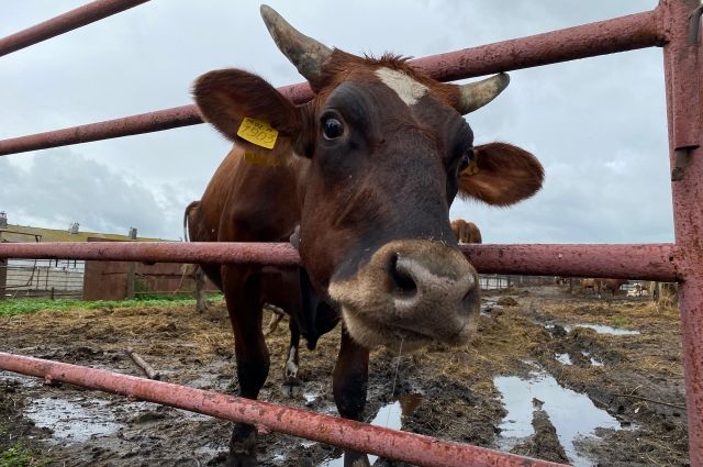 К 2035 году кузбасские животноводы должны прийти к 100% снабжению региона молоком собственного производства.