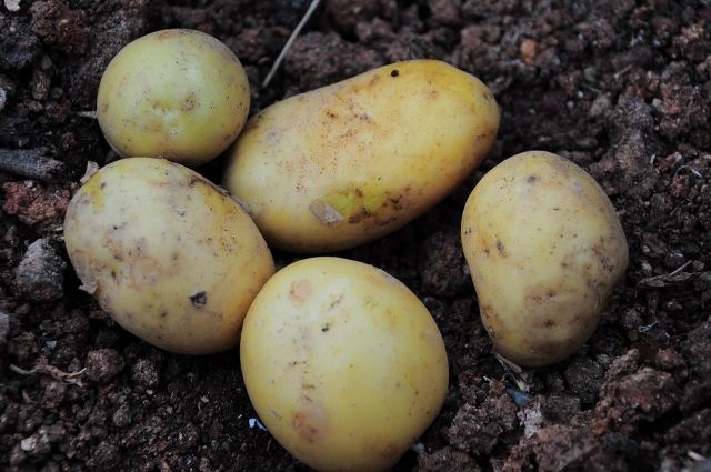 Ямальские аграрии приступили к посадке картофеля.