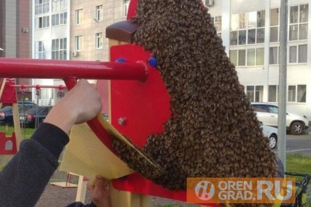 В «Дубках» в Оренбурге пчелиный рой поселился на детских качелях.