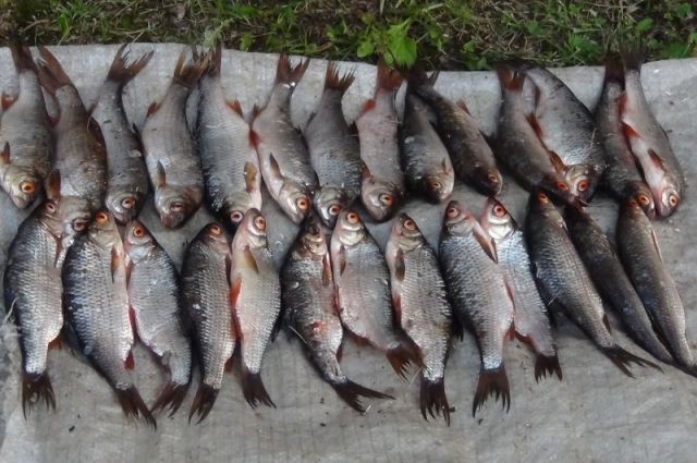 За незаконный улов браконьеру придется платить не только штраф, но и компенсацию в зависимости от вида рыбы.