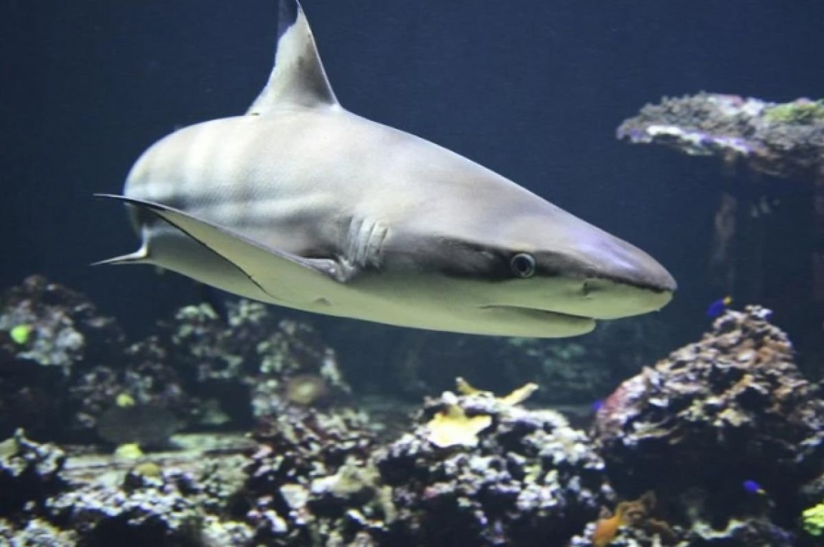 В Турции отдыхающие прогнали акулу при помощи швабры