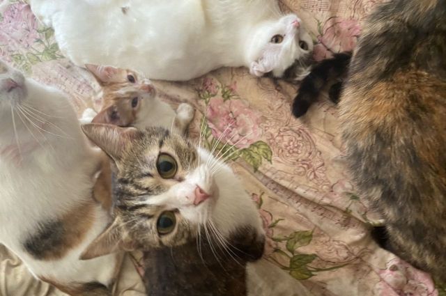 В квартире одного из домов Перми живёт женщина с семьюдесятью кошками.