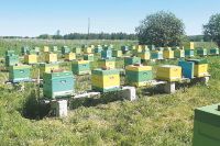 Пчеловодство – дело сезонное. У нас на Урале пчёлы «работают» только четыре месяца. 