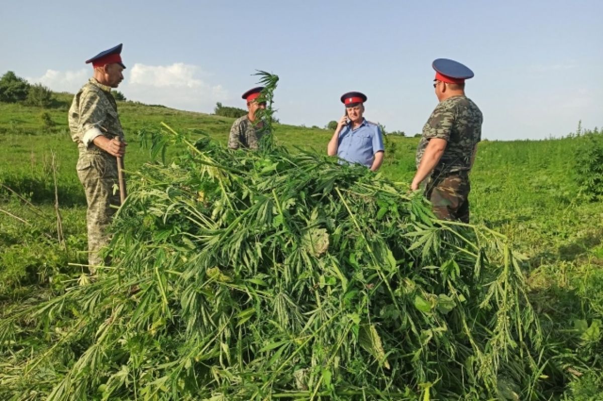 Конопля ростовской области марихуана дарт вейдер