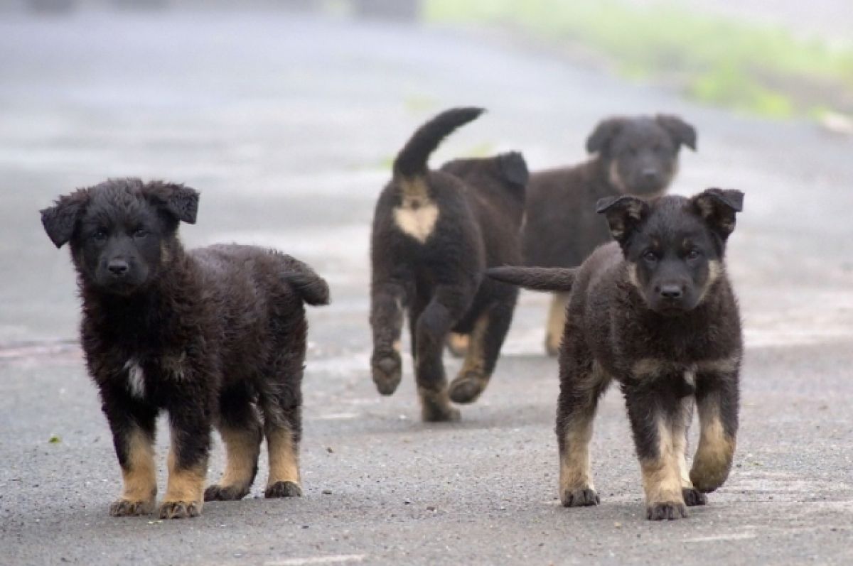 В Днепре украинский военный застрелил собаку, у которой были щенки