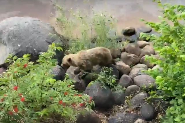 Появление медведя на Залита вызвало настоящую панику среди островитян.