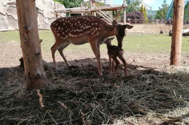 «Снова пополнение»: в зоопарке Ижевска родился оленёнок