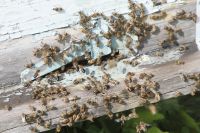 Химикаты, которые используют фермеры, смертельно опасны для пчел.