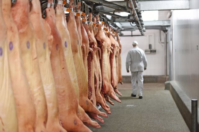 Под массой мяса. Почему в России боятся перепроизводства свинины