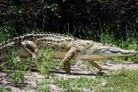 Несколько дней в Батайске ловили крокодила, который оказался выдрой.