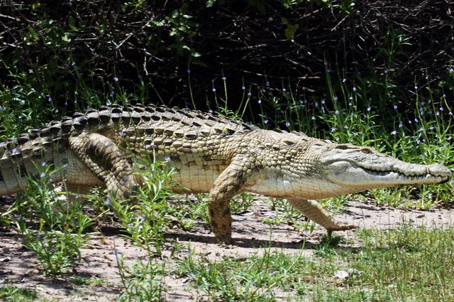 Несколько дней в Батайске ловили крокодила, который оказался выдрой.