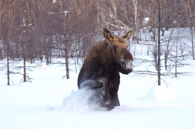 На Ямале распределяют разрешения на добычу лося и бурого медведя.