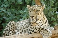 Переднеазиатский леопард.