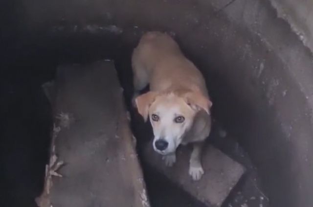 В Оренбурге мужчина накинул на собаку удавку и сбросил животное в колодец.