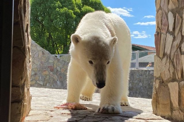 О жизни медведей. «Роснефть» провела для детей ДНР экскурсию в зоопарке