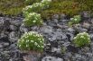 На Севере растения могут цвести, живя на камнях.