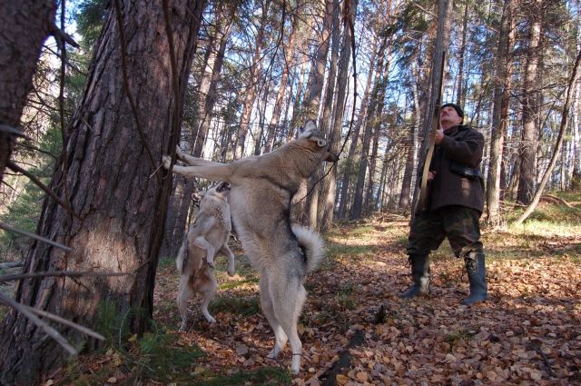 Охота началась. За незаконную охоту в Нижегородской области. Запреты с охотой в Нижегородской области.