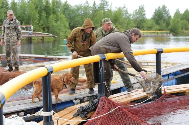 Агропредприятие Пуровского района выпустило молодь радужной форели в рыборазводную линию, приобретённую при поддержке «РН-Пурнефтегаза».