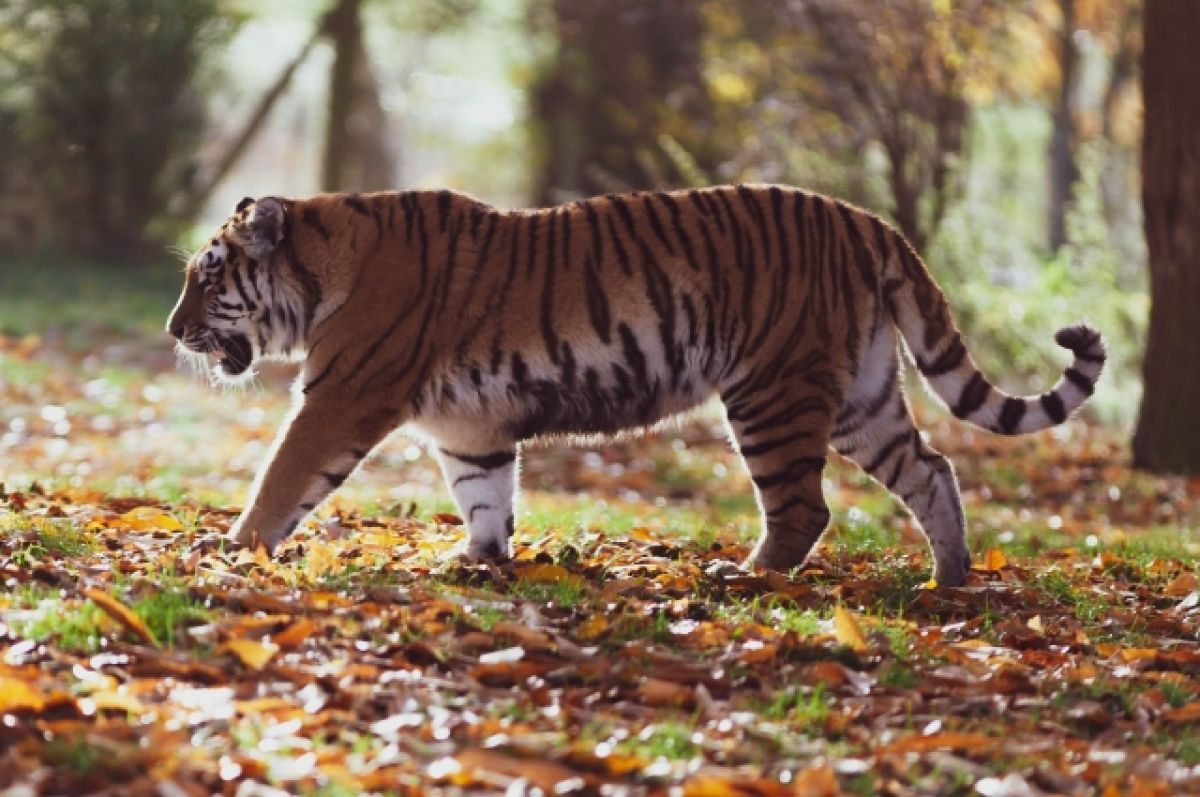 Амурский тигр умер во время перелета в Хабаровск из Москвы