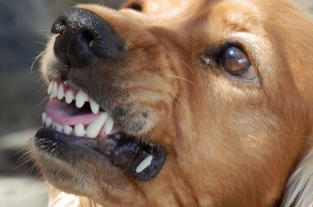 Девять человек в Гыде стали жертвами нападения бешеного пса.