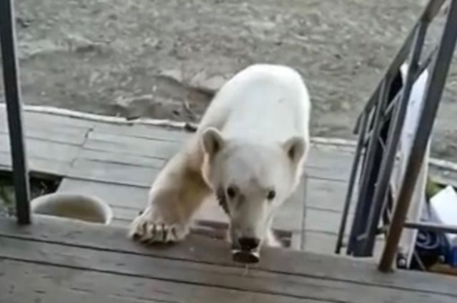Белую медведицу спасли в Диксоне