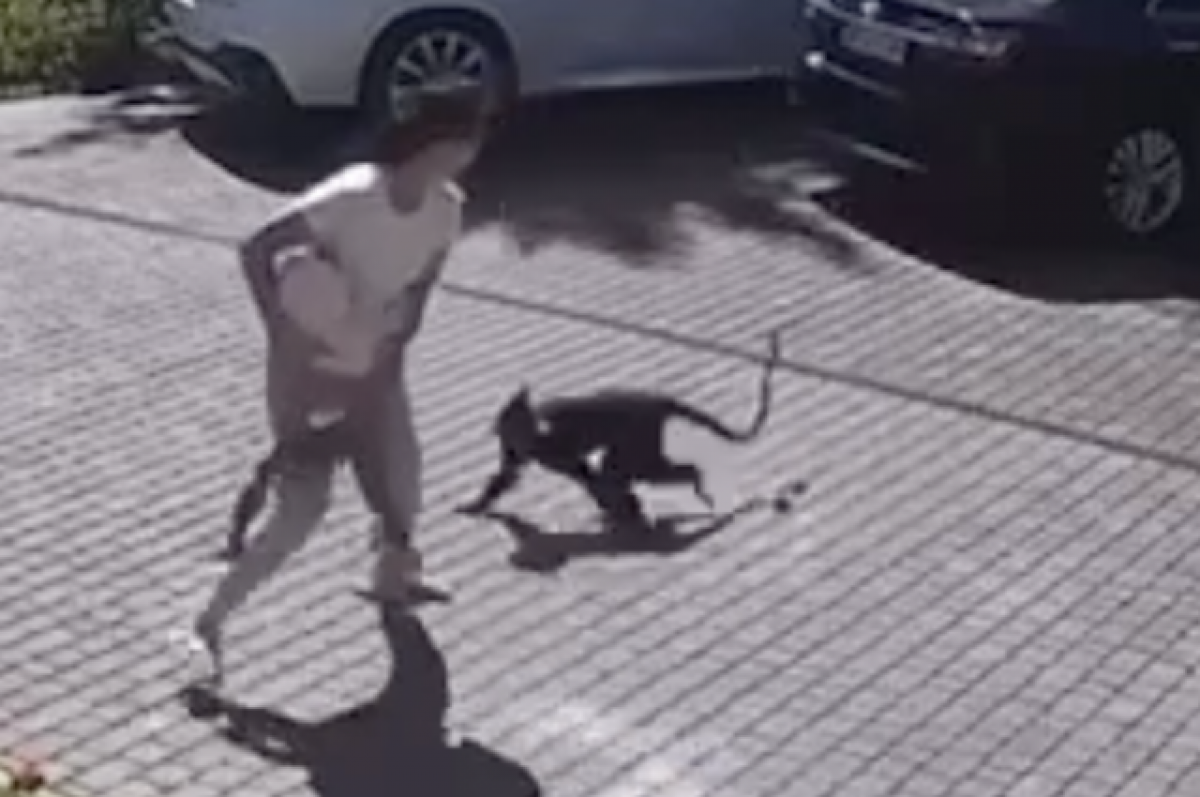 СК проведет проверку после нападения обезьяны на ребенка в Подмосковье