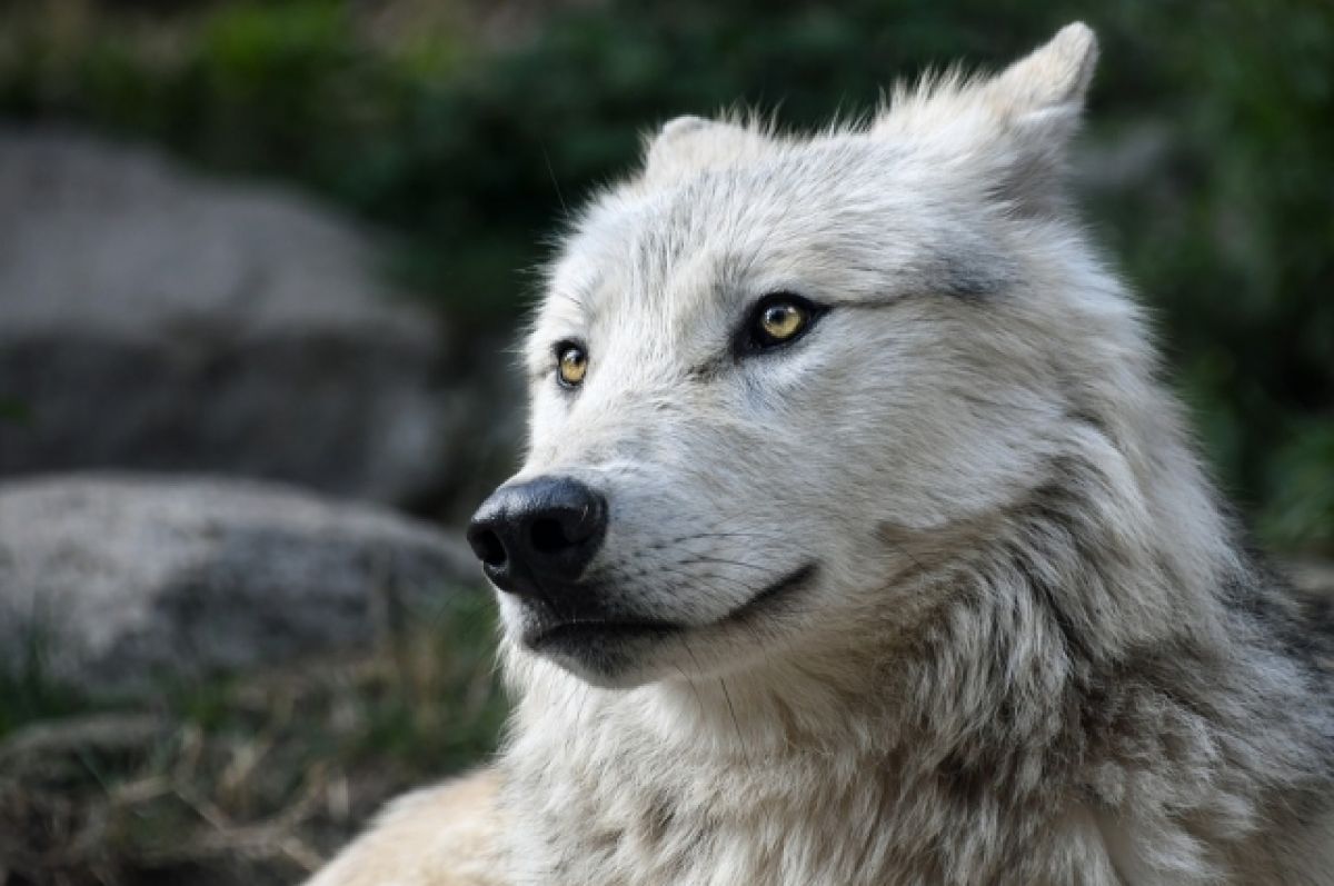 В Ростовской области разрешат охотиться на волков и шакалов с 1 августа