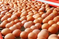 В год предприятием поставляется около 32 миллионов яиц