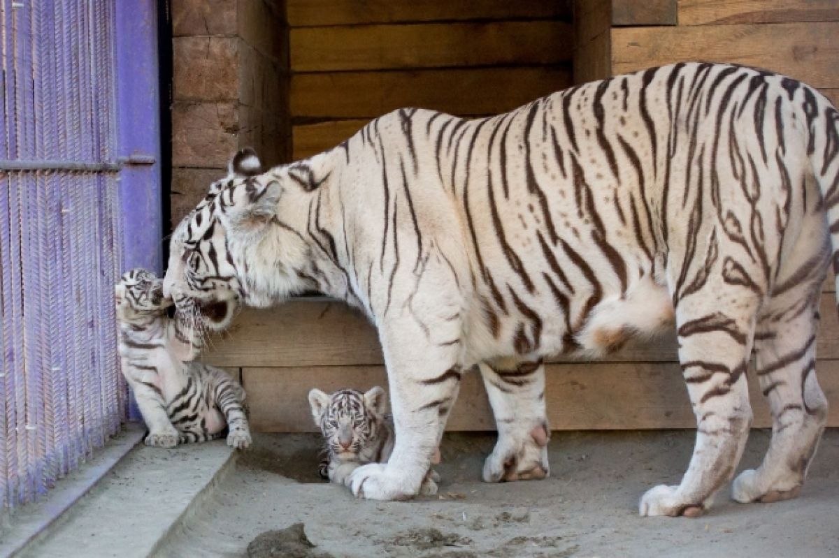 Белый тигр арт - 62 фото