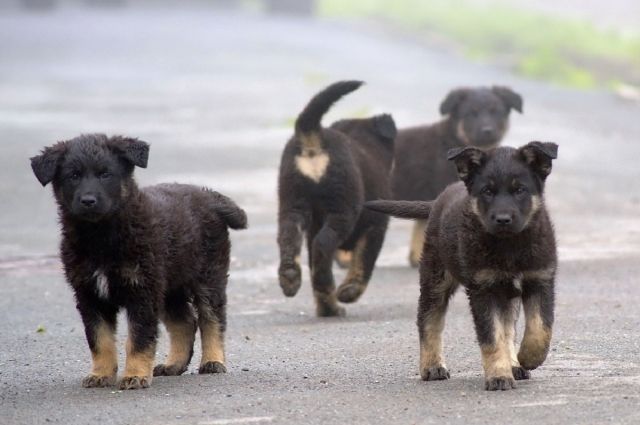 Пропавшую собаку вернули жительнице Бугуруслана