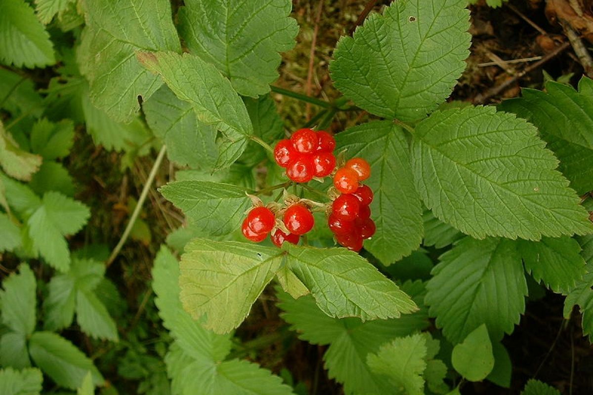 Rubus saxatilis костяника